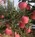 新品种：中秋王苹果苗从哪里引进成熟期是几月、兰州烟富0号苹果树苗规格全物美价廉