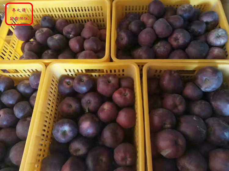 新品种：澳洲青苹果树种植技术、海南金冠苹果树苗质量过关 欢迎洽谈