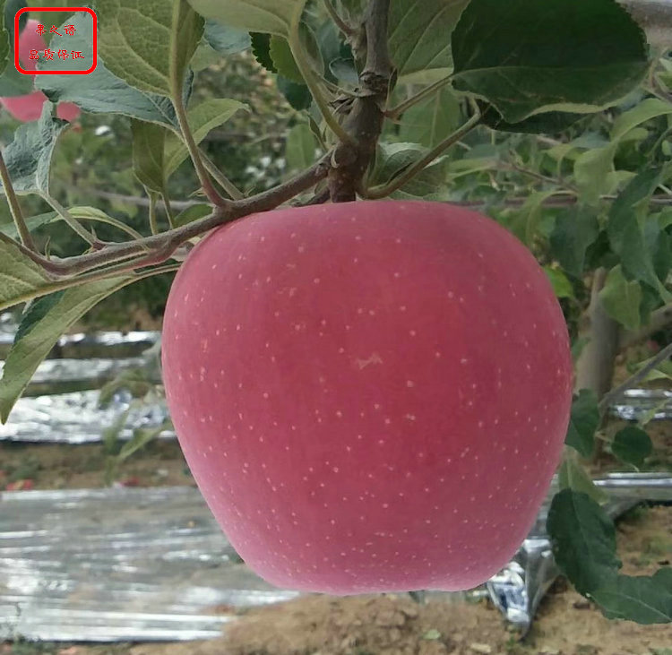 新品种：脱毒苹果苗种植技术、日照王林苹果树质量好的