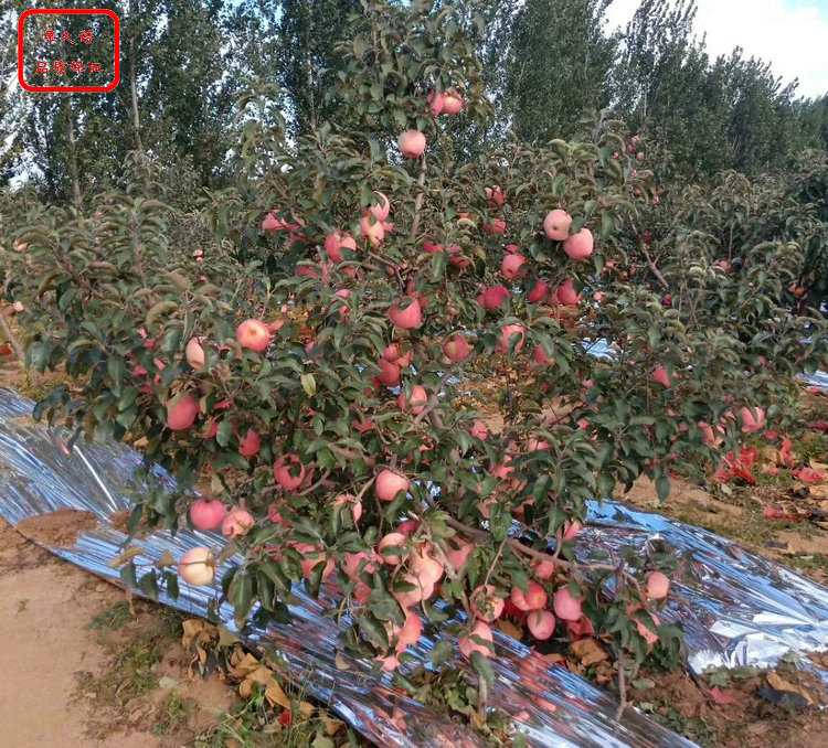 新品种：藤木一号苹果树出售信息、三门峡烟富3号苹果苗种植技术