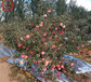 新品种：信浓红苹果苗价格、兰州123苹果树苗种植技术