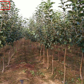 新品种：烟红蜜苹果苗品种、巴南脱毒苹果树种植技巧