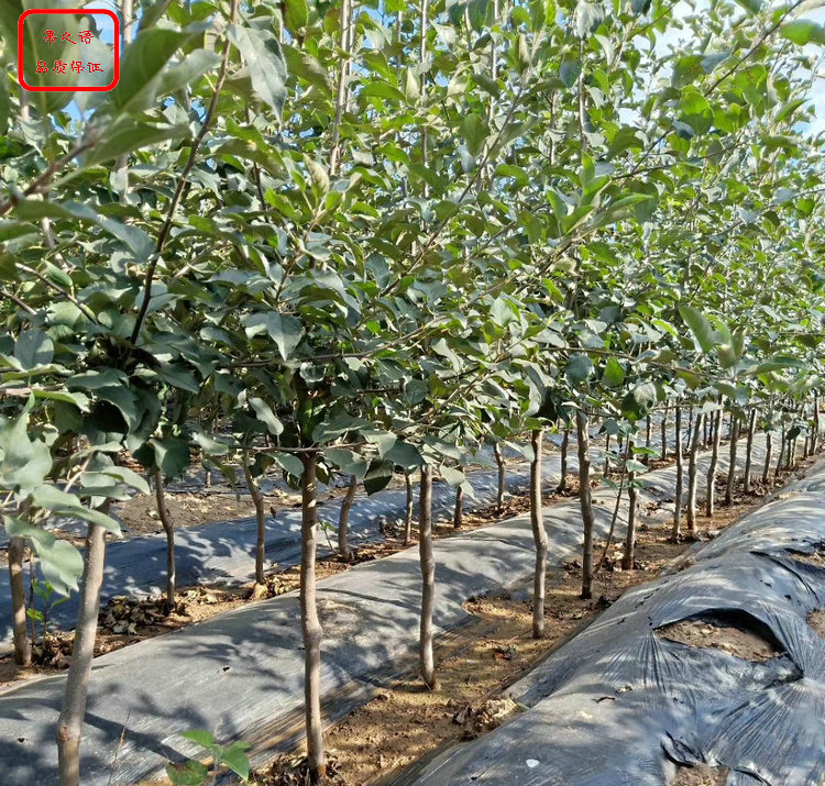 新品种：陆奥苹果苗供应、德阳王林苹果苗