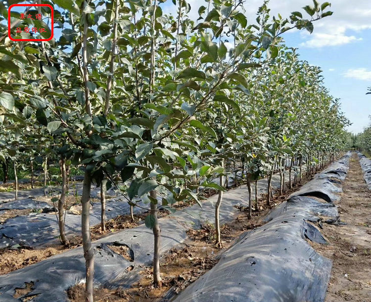 新品种：澳洲青苹果树种植技术、海南金冠苹果树苗质量过关 欢迎洽谈