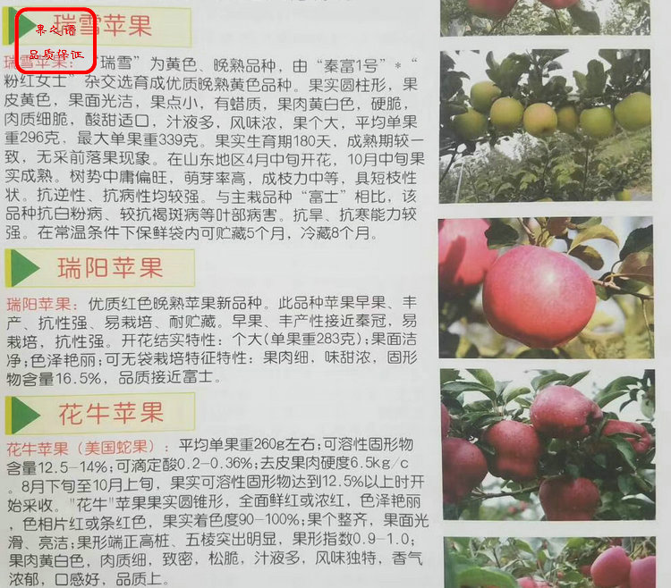 新品种：龙丰苹果苗报价一览表、哈尔滨苹果苗批发规格品质