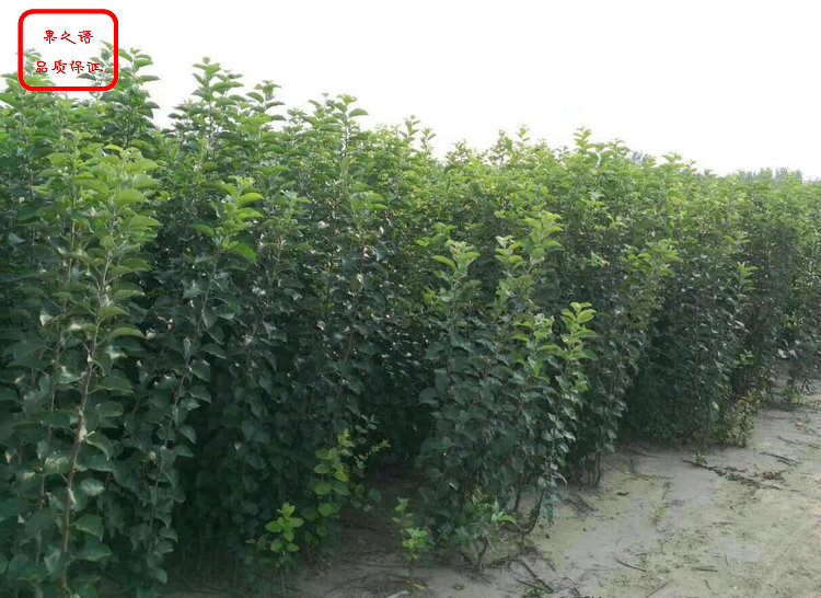 新品种：富硒苹果树苗供应、昌平m9t337苹果树苗制造商|