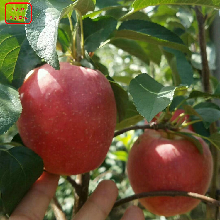 新品种：寒富苹果树哪里有卖、怀化短枝苹果树苗主要货源
