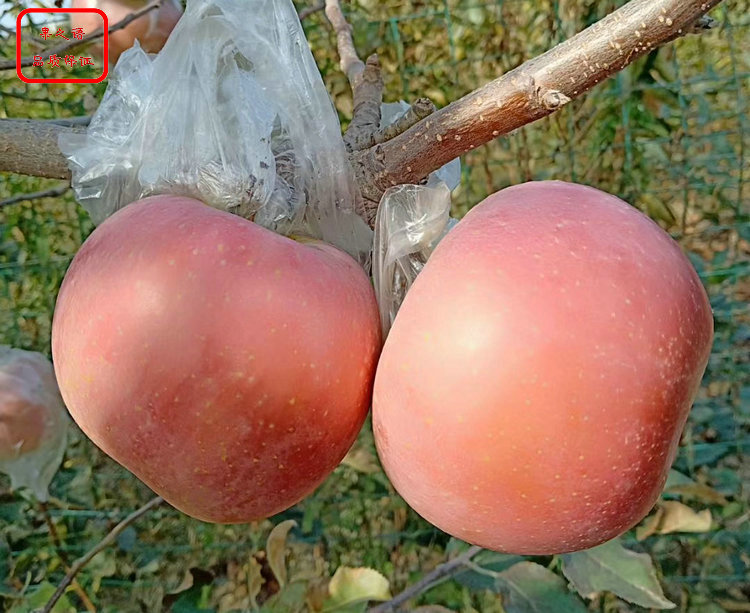 新品种：中秋王苹果苗含糖量多少、房山鸡心果苹果苗新品种新价格