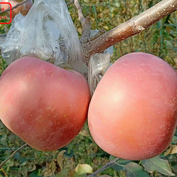 新品种：国庆红苹果苗新品种新价格、宁河4公分苹果树苗一棵的价钱
