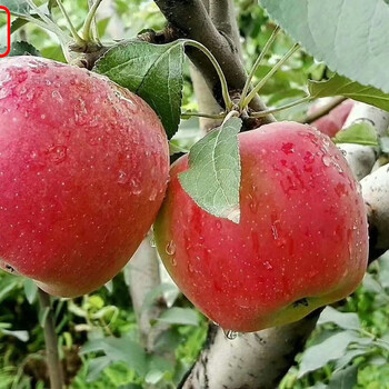 新品种：美国8号苹果苗种植管理、黄石红色之爱119-06新品种新价格
