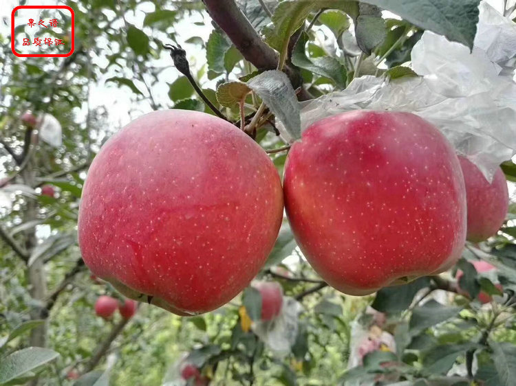 新品种：富硒苹果树苗供应、昌平m9t337苹果树苗制造商|