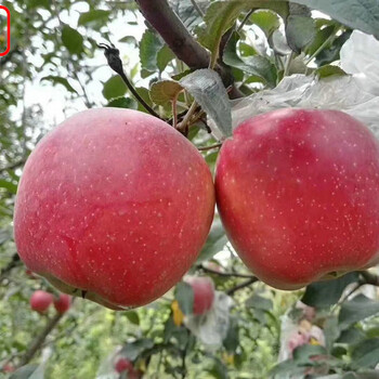 M9苹果树品种、M9苹果树报价