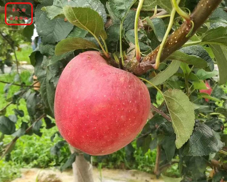 新品种：寒富苹果树哪里有卖、怀化短枝苹果树苗主要货源