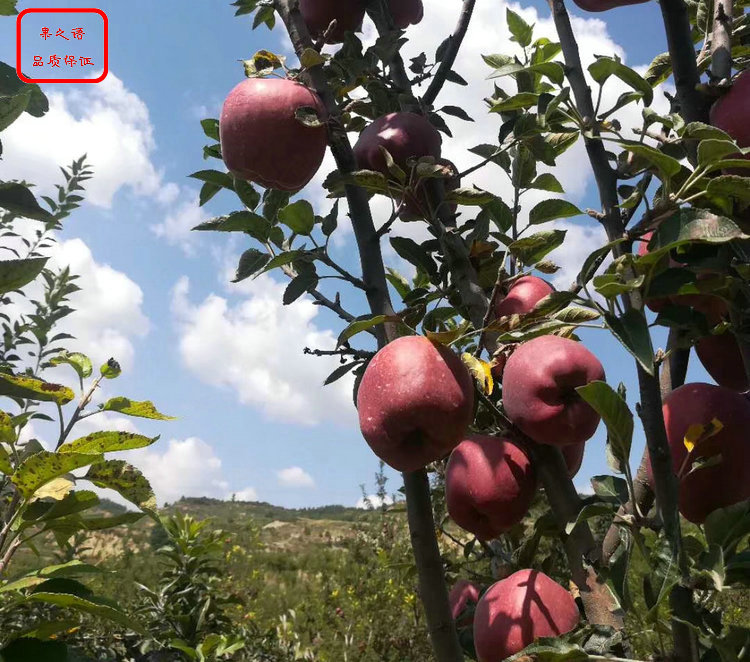 新品种：金冠苹果苗图片、天津周边苹果小苗什么价位