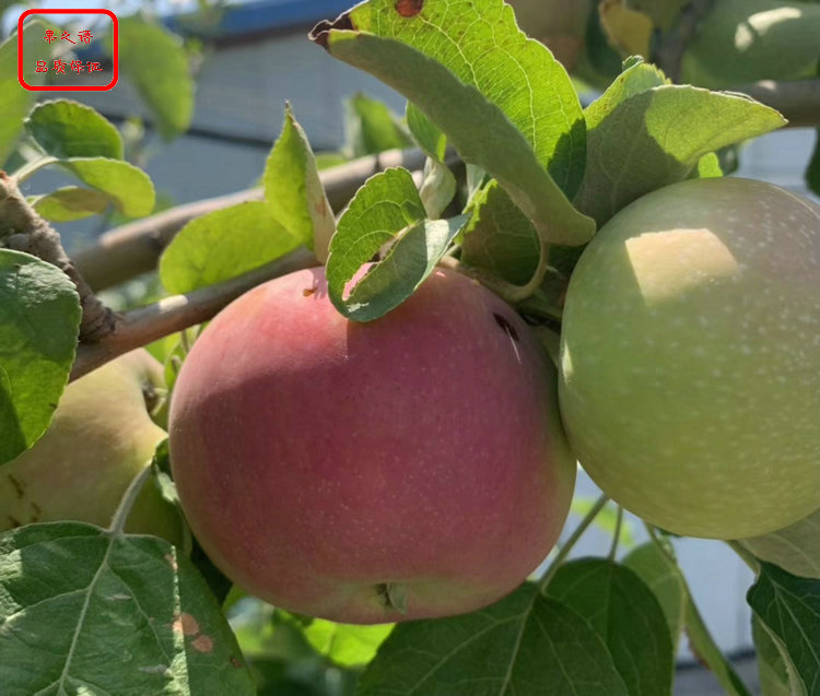 新品种：国光苹果苗销售、中山澳洲青苹果树专卖