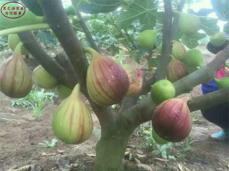 大丰沙漠王无花果树苗、早黄无花果树苗哪家好