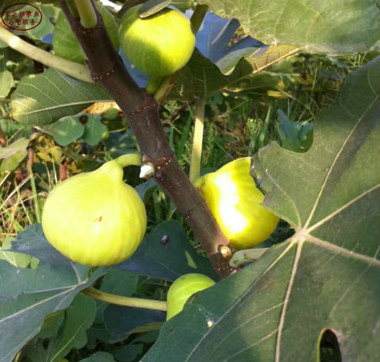 黄冈布兰瑞克无花果树苗、早黄无花果树苗