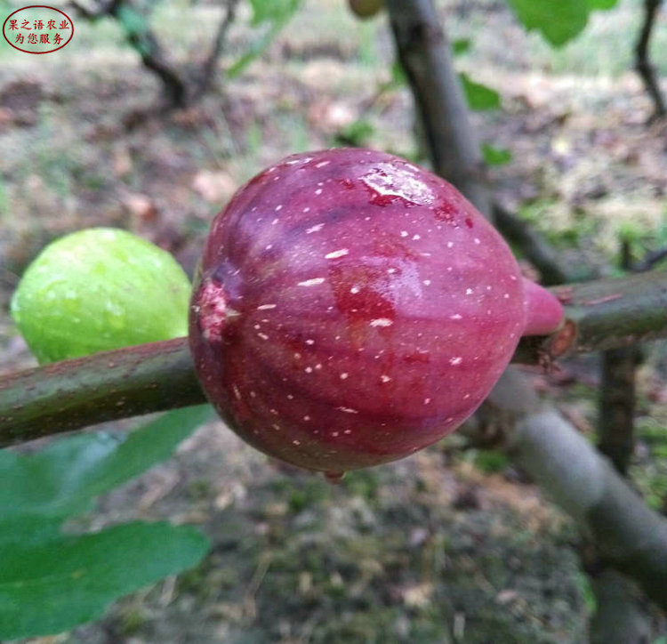 东城中国紫果无花果苗、无花果苗今年价格