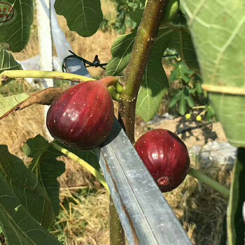 白马赛无花果苗白马赛无花果苗成长特性