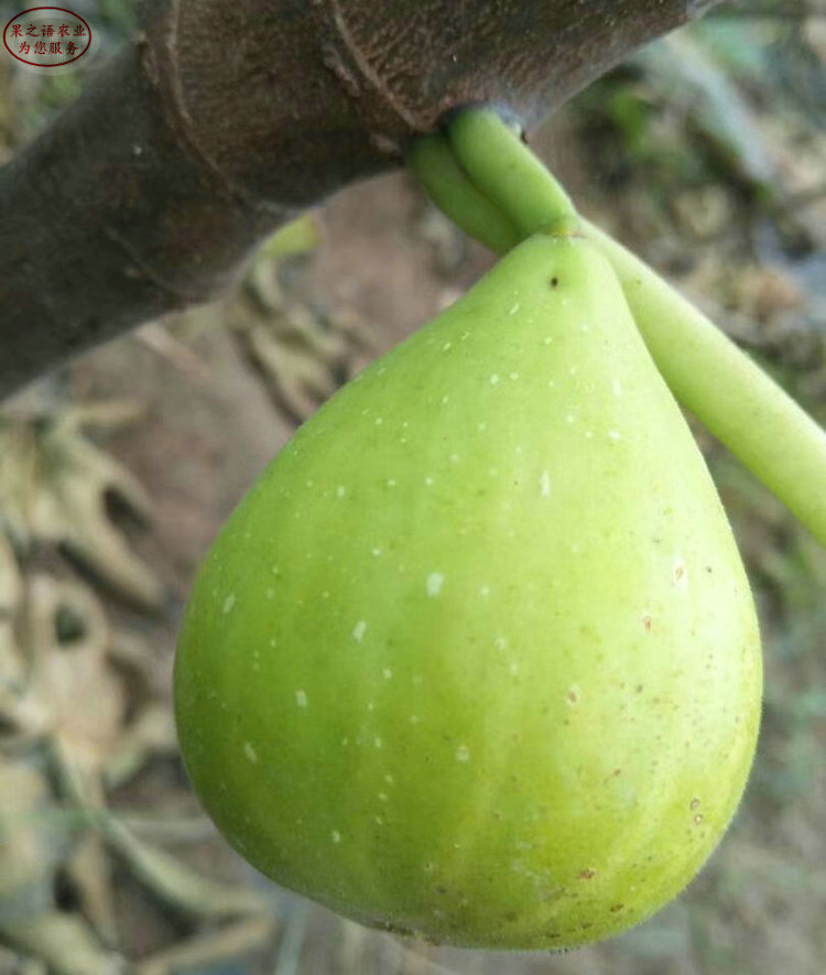 白马赛无花果苗 白马赛无花果苗成长特性