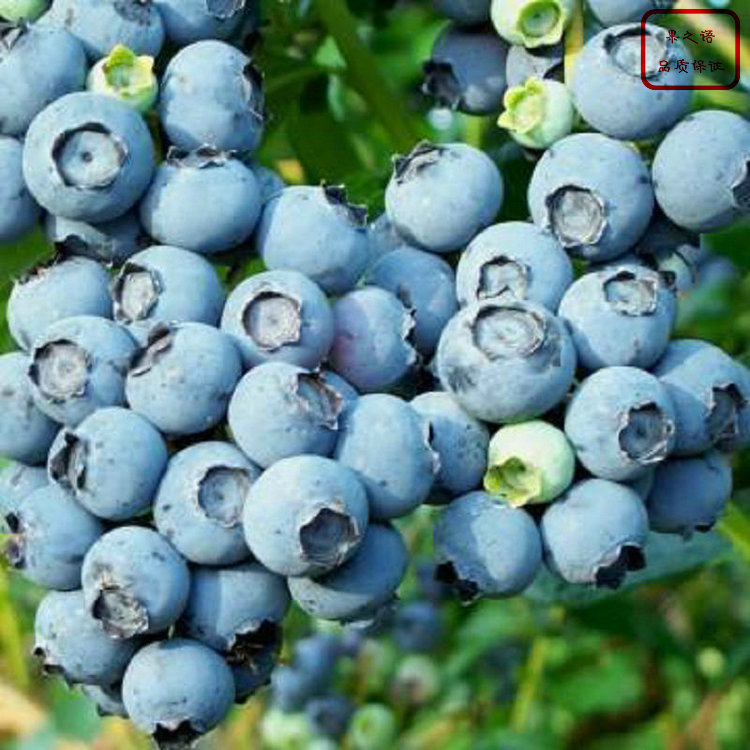 酷派蓝莓苗主产区欢迎您、酷派蓝莓苗图片