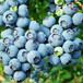 布里吉它藍莓苗采購熱線、布里吉它藍莓苗基地供應