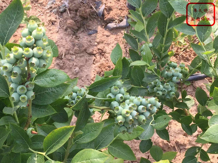 蓝莓种苗厂家电话联系、蓝莓种苗多少钱一棵