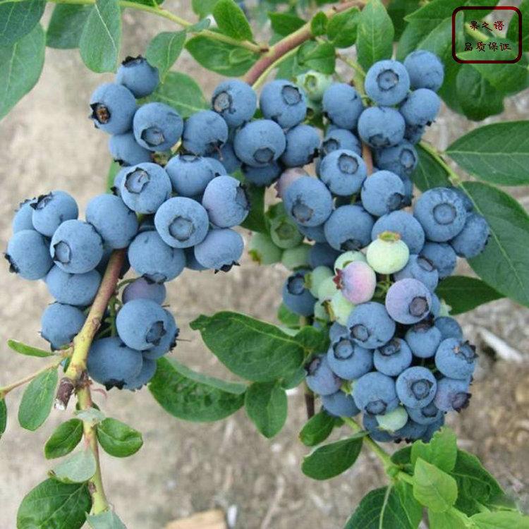 灿烂蓝莓苗成长特性、灿烂蓝莓苗多少钱一棵