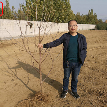 红蜜樱桃树红蜜樱桃树种植技术