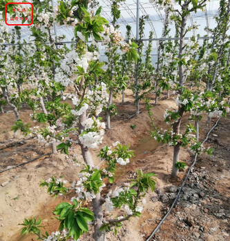 雷尼樱桃树雷尼樱桃树新品种价格基地