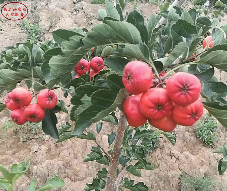 歪把紅山楂樹苗 歪把紅山楂樹苗種植技術(shù)