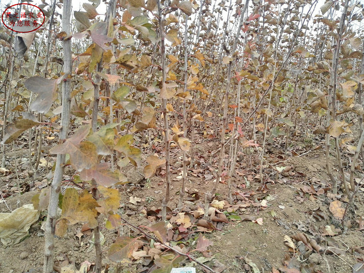 甜紅子山楂樹苗 甜紅子山楂樹苗品種