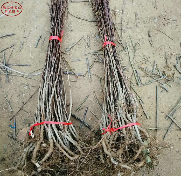 3公分山楂樹 3公分山楂樹種植管理