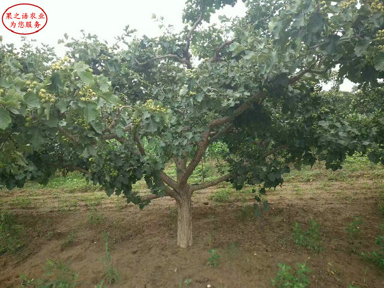 歪把紅山楂樹苗 歪把紅山楂樹苗批發(fā) 