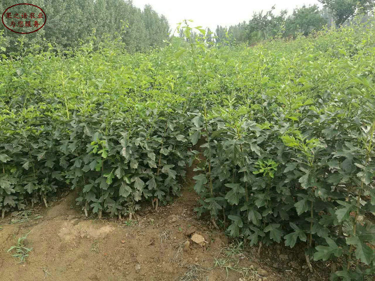 萊蕪黑山楂樹(shù)苗 萊蕪黑山楂樹(shù)苗種植管理