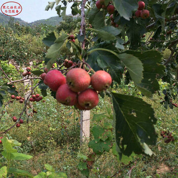 甜紅子山楂樹苗甜紅子山楂樹苗技術(shù)指導(dǎo)