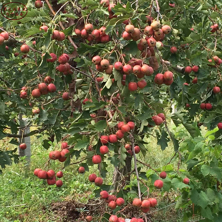 甜紅子山楂樹苗 甜紅子山楂樹苗品種