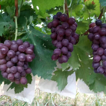 天山葡萄葡萄苗多少钱一棵天山葡萄葡萄苗