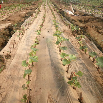 佳丽酿葡萄苗种植基地佳丽酿葡萄苗