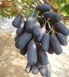 赤霞珠葡萄树苗新品种新价格赤霞珠葡萄树苗图片