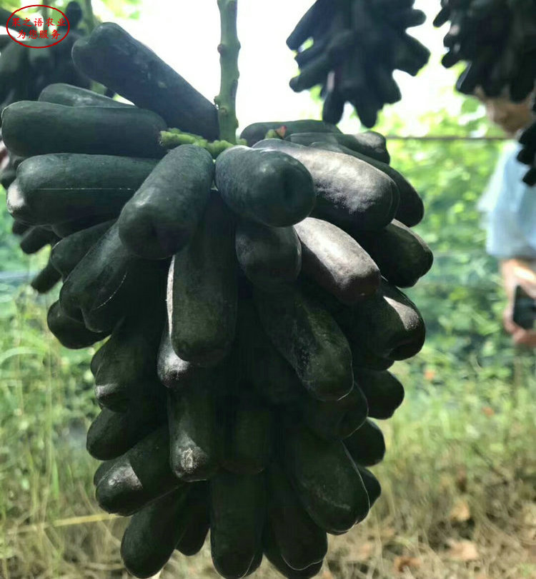 京秀葡萄树苗 京秀葡萄树苗种植时间