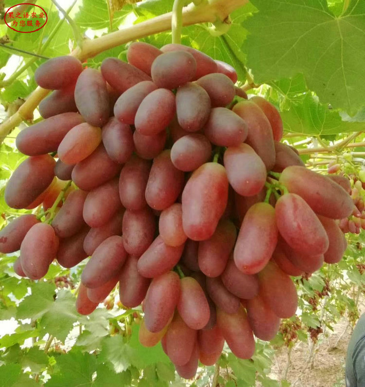 玲珑指葡萄树苗从哪里引进成熟期是几月 玲珑指葡萄树苗