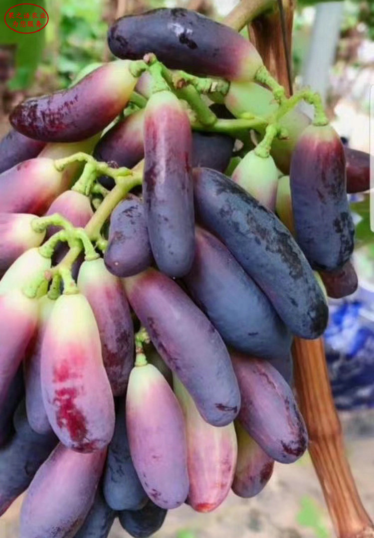 紫玉葡萄苗品种 紫玉葡萄苗