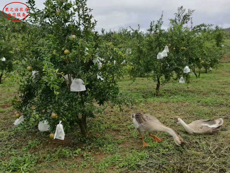 红如意石榴树苗 红如意石榴树苗今年报价