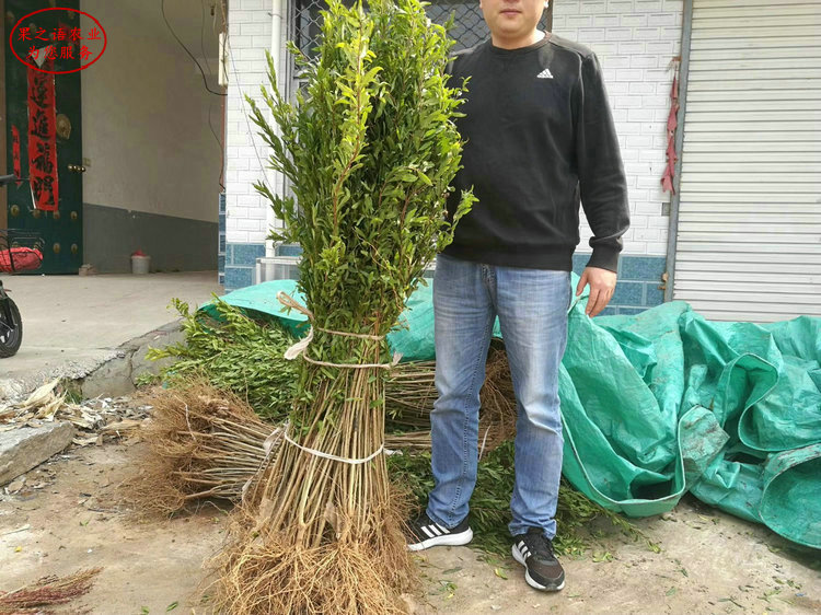 無籽石榴樹苗 無籽石榴樹苗新品種