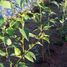 吉塞拉矮化砧木种植技术、吉塞拉矮化砧木优缺点对比图片