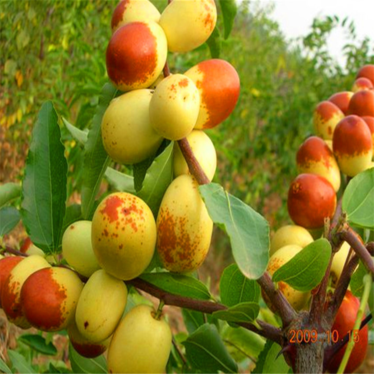 冬棗樹(shù)苗 冬棗樹(shù)苗廠(chǎng)家