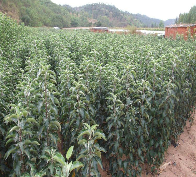 矮化魯麗蘋果苗、矮化魯麗蘋果苗種植基地