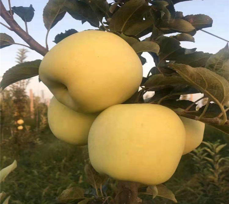 宁德矮化鲁丽苹果苗增强授粉