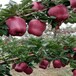 台州1年鲁丽苹果树苗今年价格